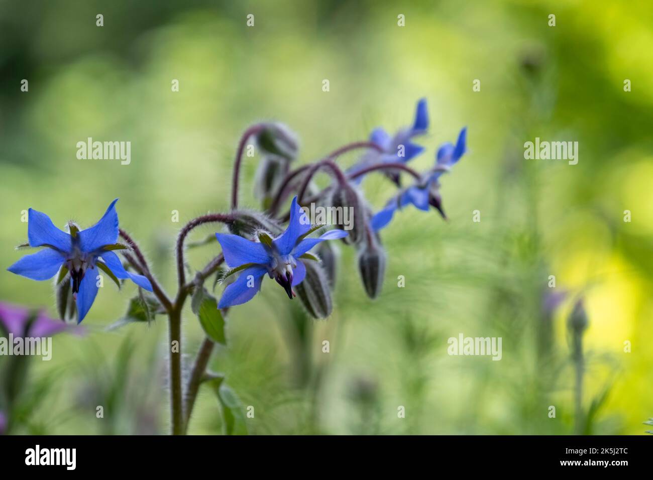15+ Borage Plant Family