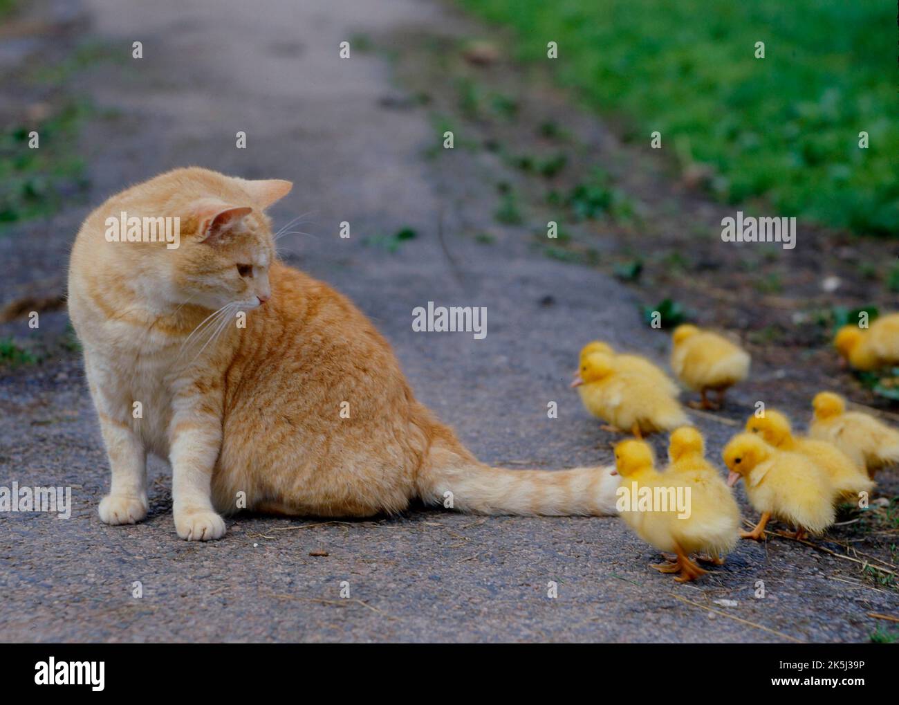 Duckling play hi-res stock photography and images - Alamy