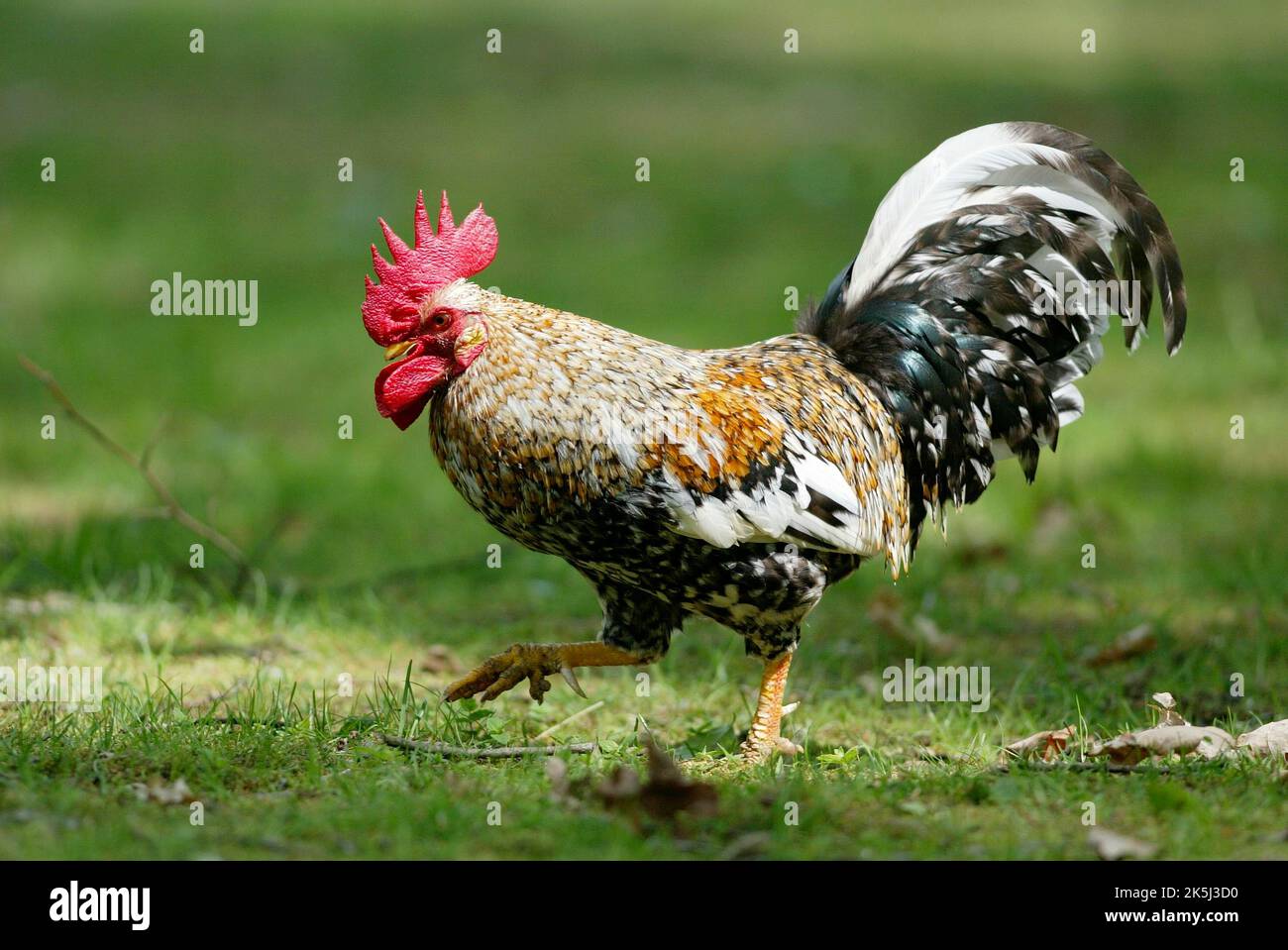 domestic-chicken-gallus-gallus-domesticus-stock-photo-alamy