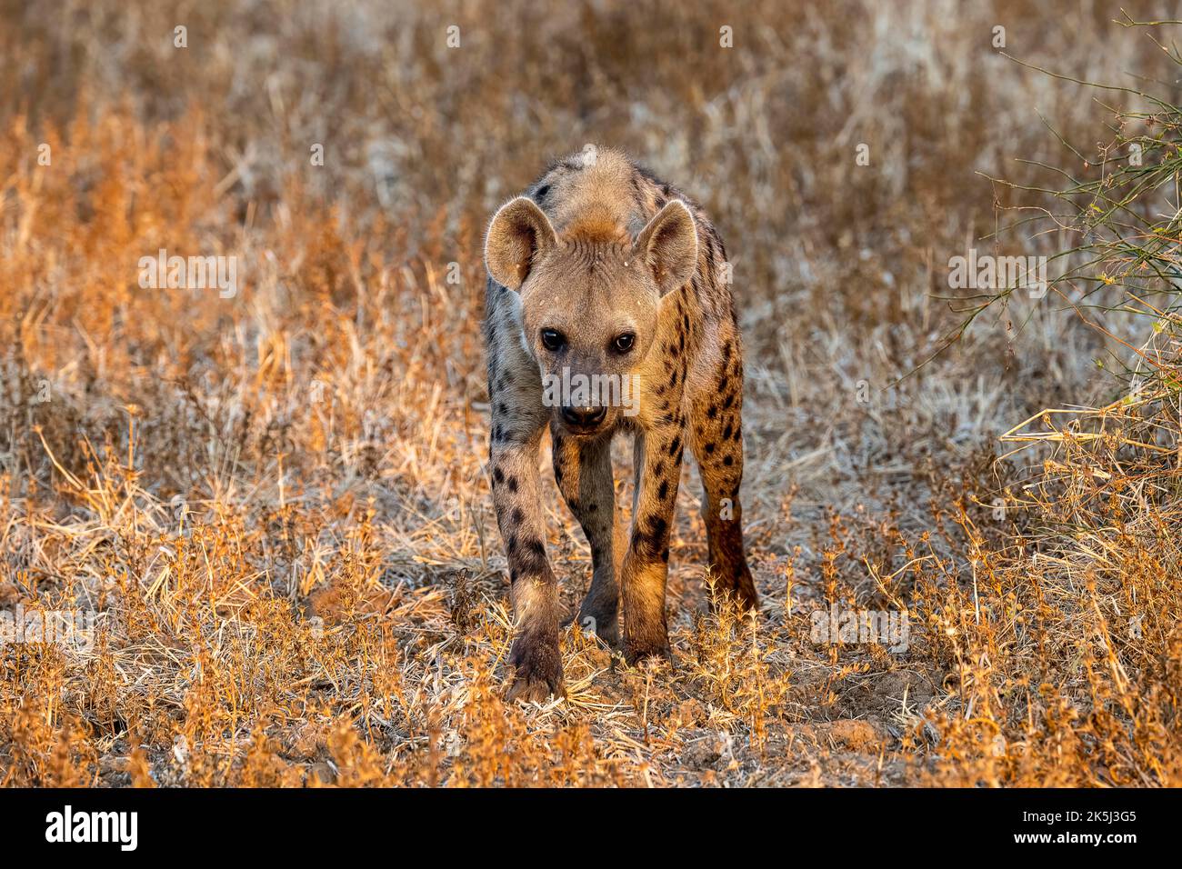 Spotted Hyena Crocuta Crocuta Stalking In Morning Light Nsefu spotted-hyena-crocuta-crocuta-stalking-in-morning-light-nsefu