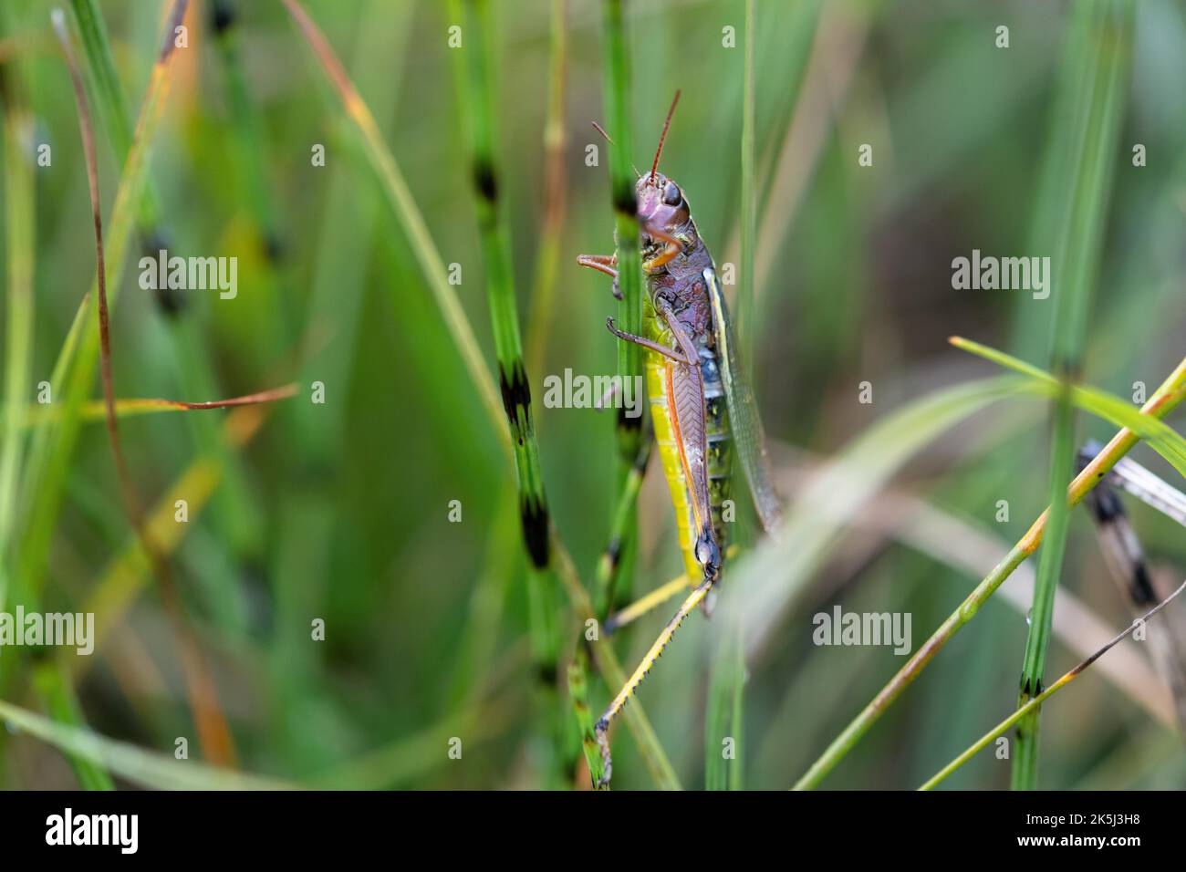 Large marsh grasshopper (Stethophyma grossum), hidden in vegetation