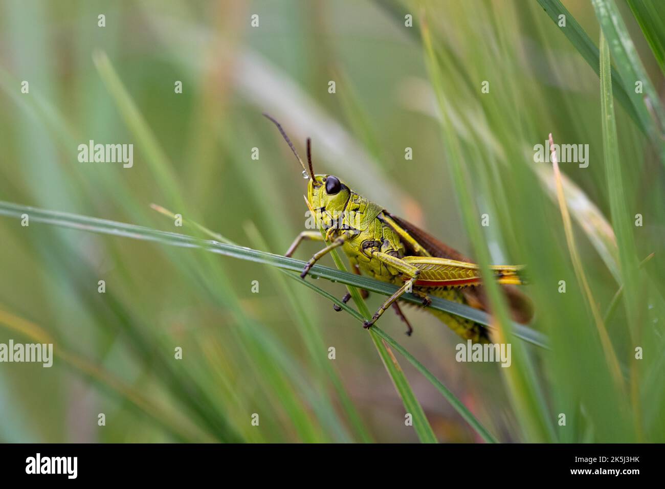 Large marsh grasshopper (Stethophyma grossum), sitting on blade of