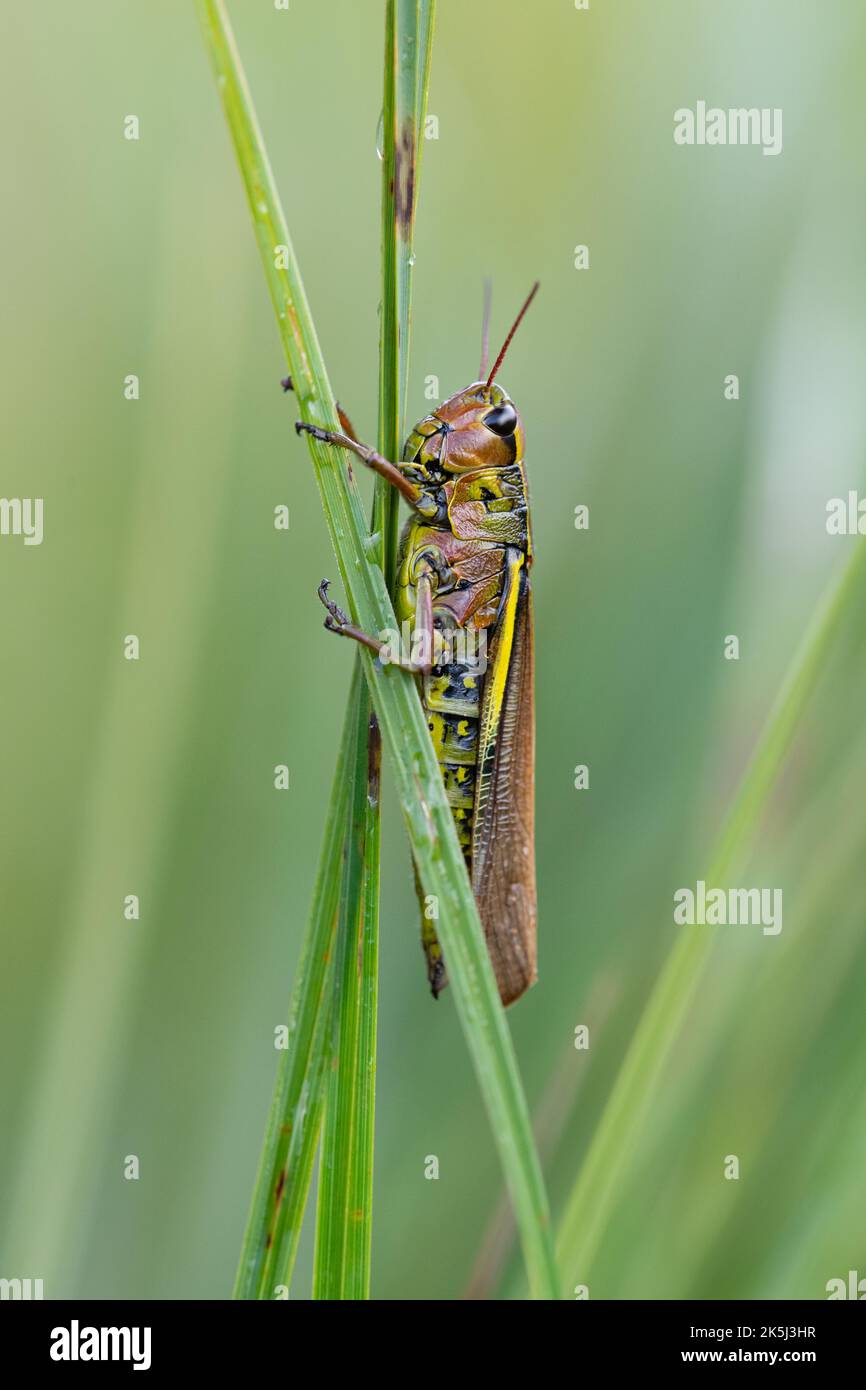Large marsh grasshopper (Stethophyma grossum), sitting on blade of