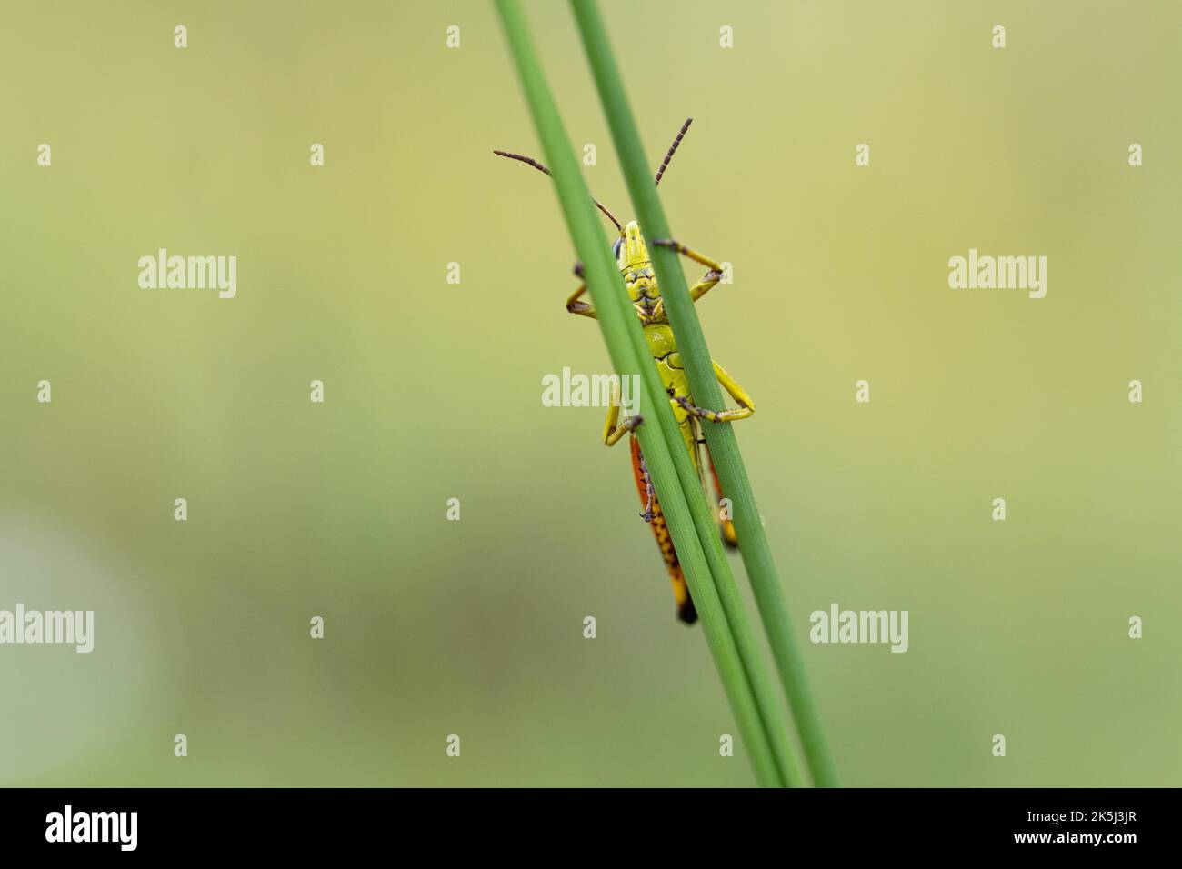 Large marsh grasshopper (Stethophyma grossum), hidden behind blade of