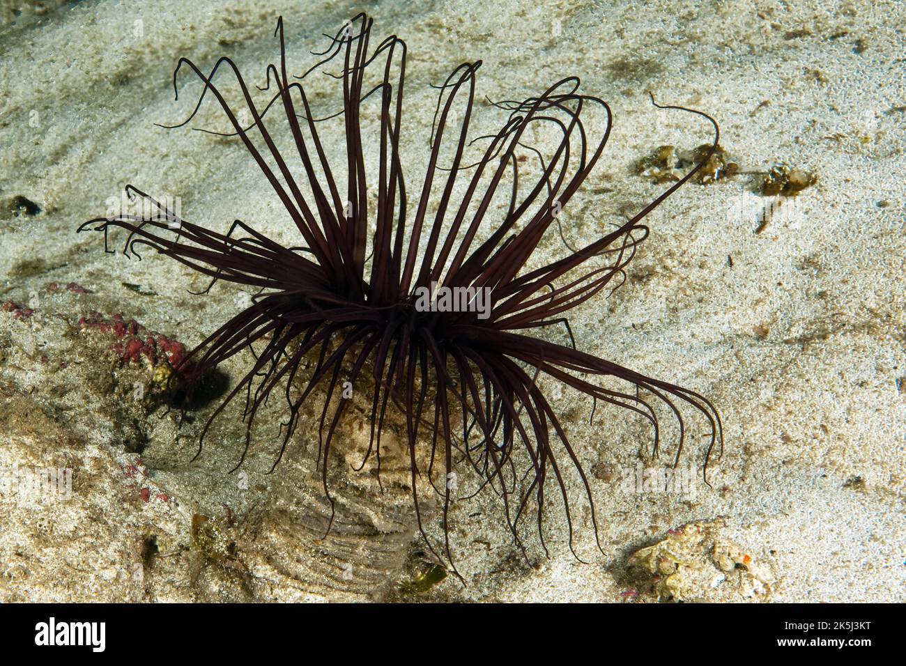 Filigree coloured tube anemone (Cerianthus membranaceus), Mediterranean