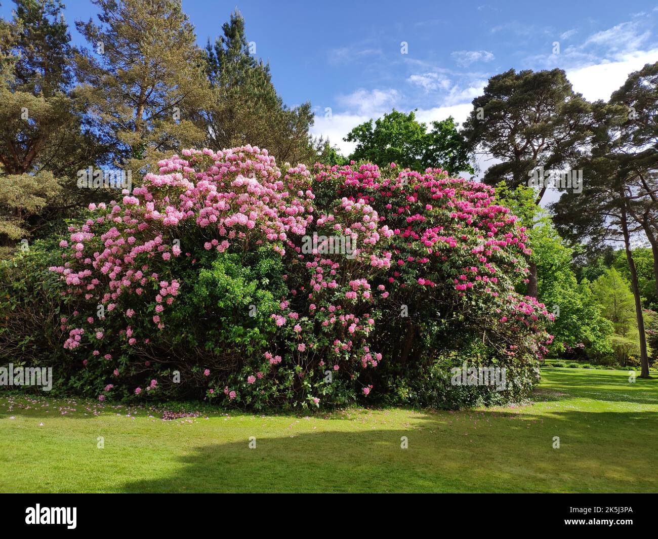 rhododendron zwergform Zwerg Rhododendron russatum Gletsche