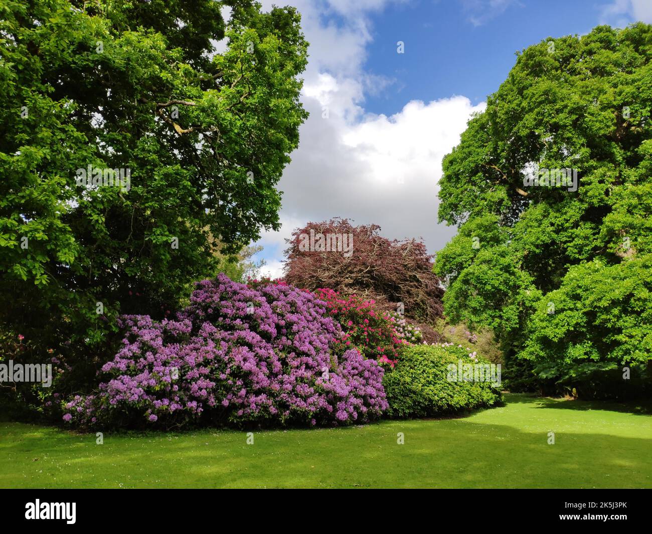 Rhododendron in the park at Muckross House, Killarney, Co. Kerry, Ireland  Stock Photo - Alamy