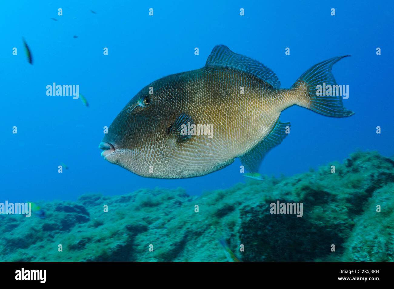 Grey triggerfish (Balistes capriscus), Eastern Atlantic, Canary Islands, Fuerteventura, Spain Stock Photo