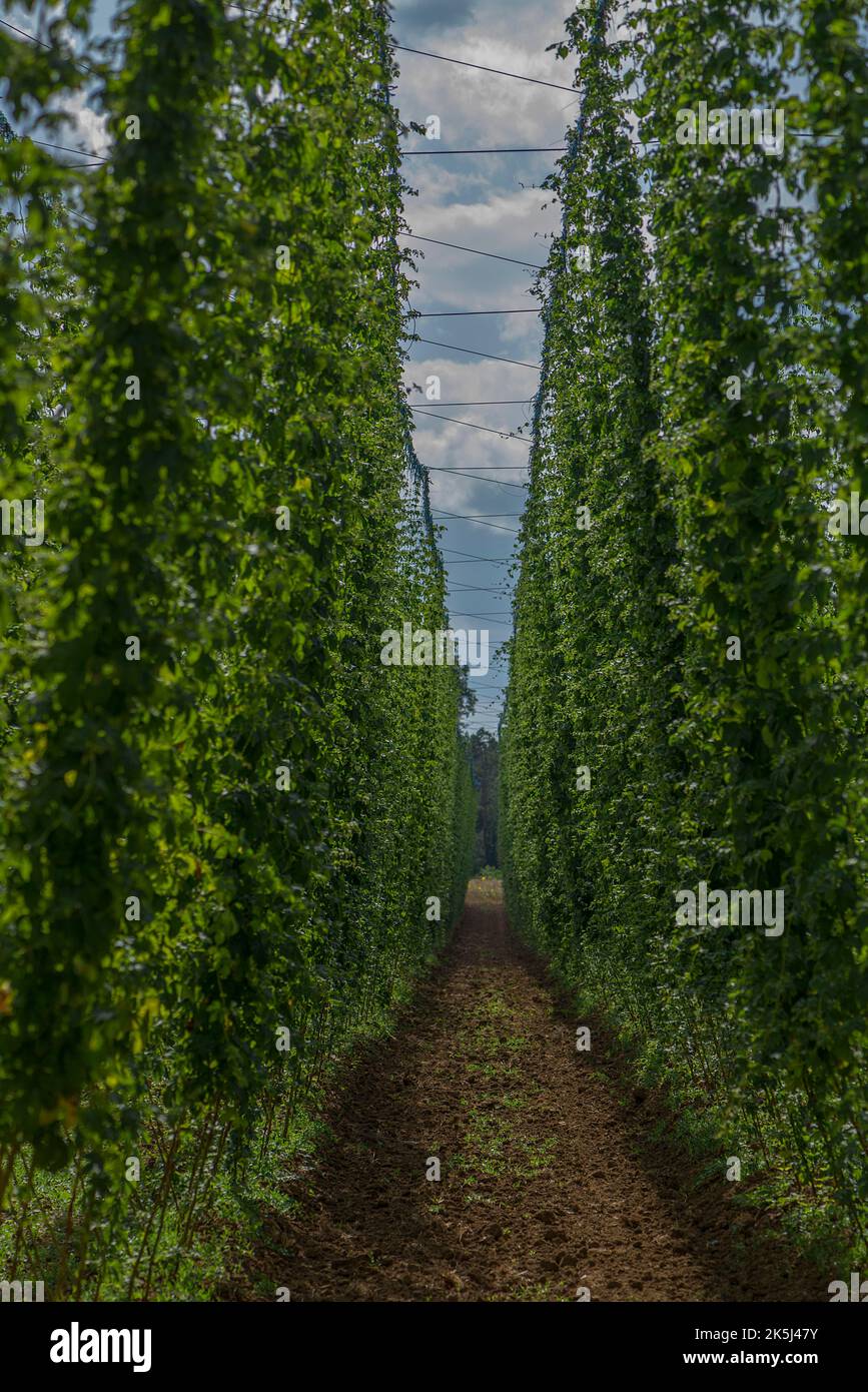 Climbing hop (Humulus lupulus) vines, hop cultivation in Herpersdorf, Middle Franconia, Bavaria, Germany Stock Photo