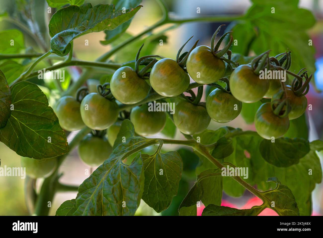 Green tomatoes on a bush, Bavaria, Germany Stock Photo