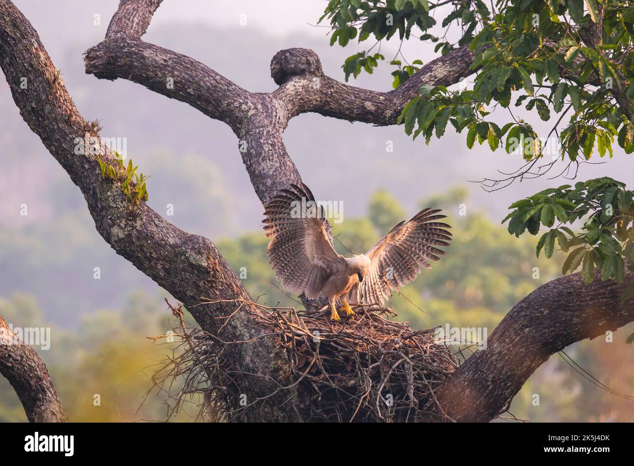 American harpy eagle (Harpia harpyja) Young bird in nest, doing flight exercises, Carajas National Park, Brazil Stock Photo