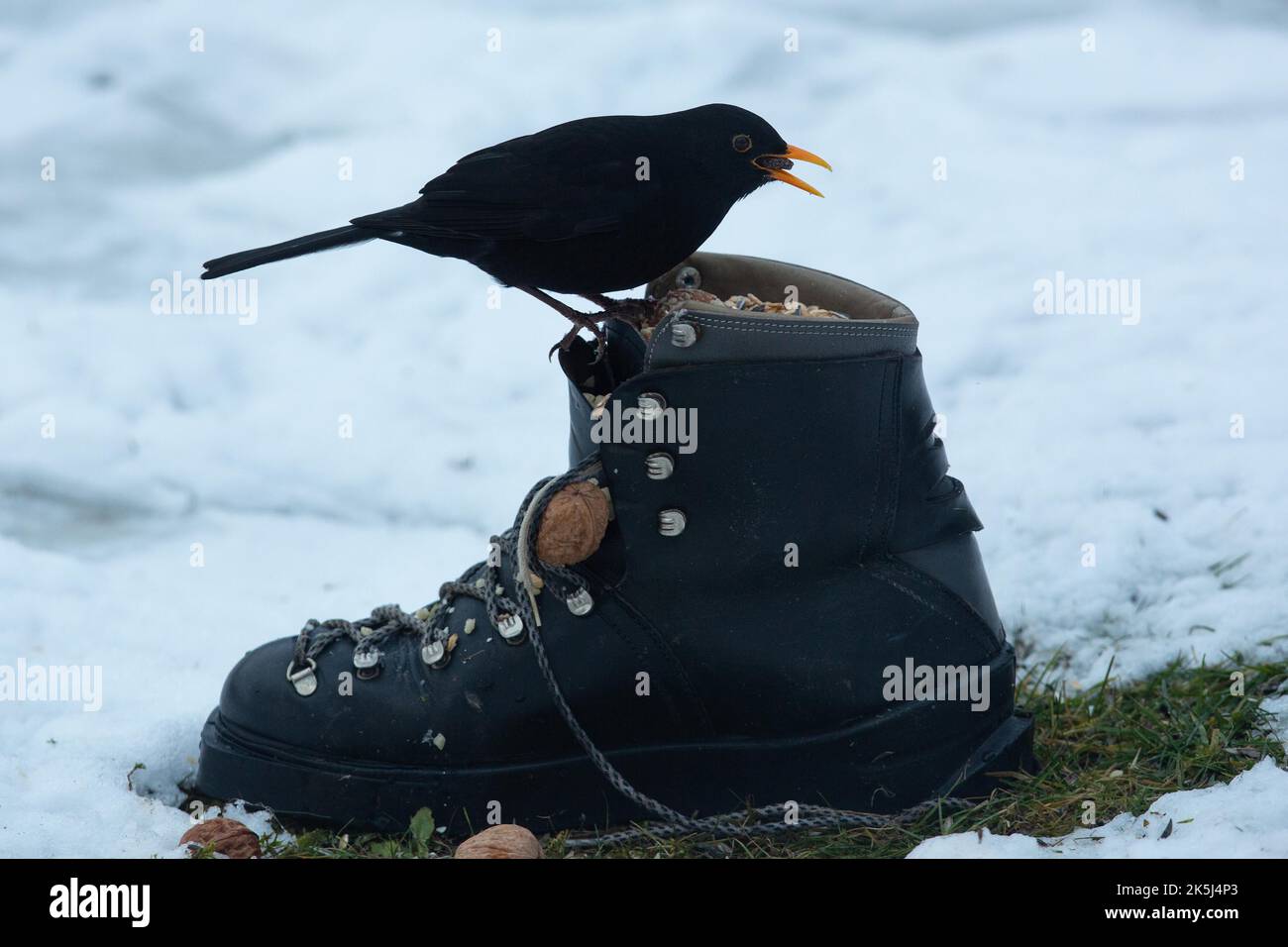 Blackbird male with food in beak standing on shoe in snow looking right Stock Photo