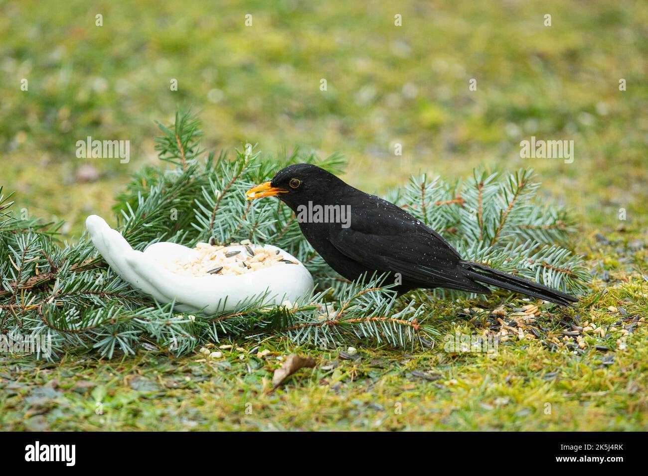 Blackbird male with food in beak next to white ceramic hand with food