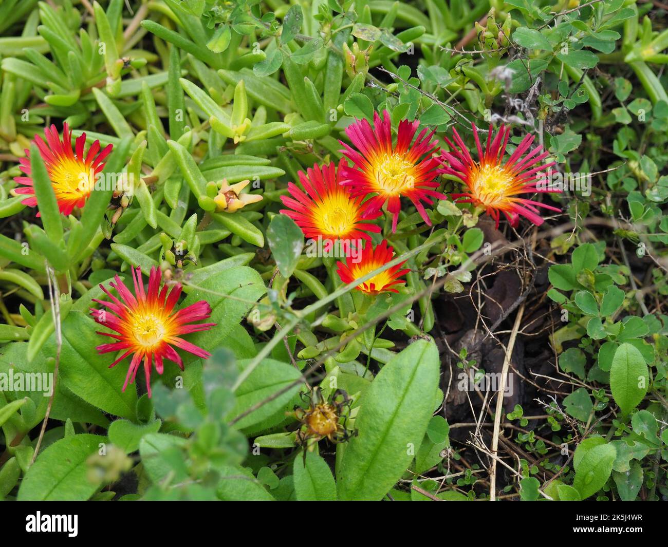 Trailing ice plant deals