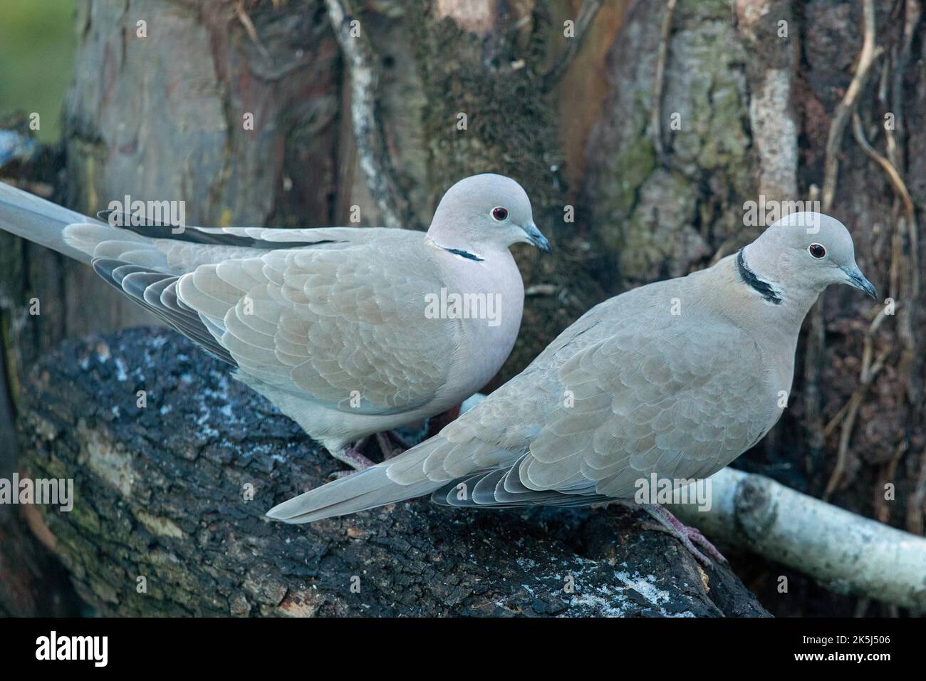 Eurasian Collared Dove two birds standing side by side on tree trunk seen right Stock Photo