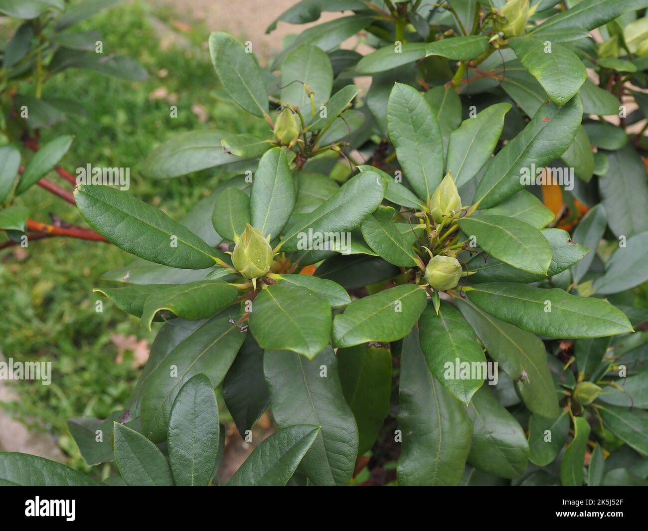 Rhododendron bush with shiny, waxy leaves and large green buds in a
