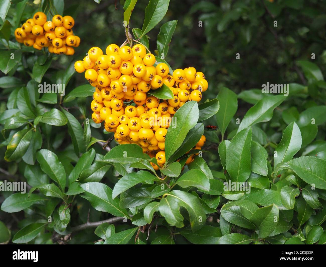 Orange berries and green leaves of the pyracantha coccinea or the scarlet firethorn plant. It is the European species of firethorn. Stock Photo