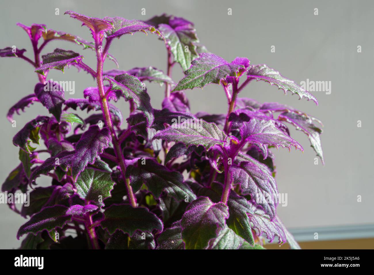 Detailed image of the leaves of a Gynura plant, known as purple passion. Stock Photo