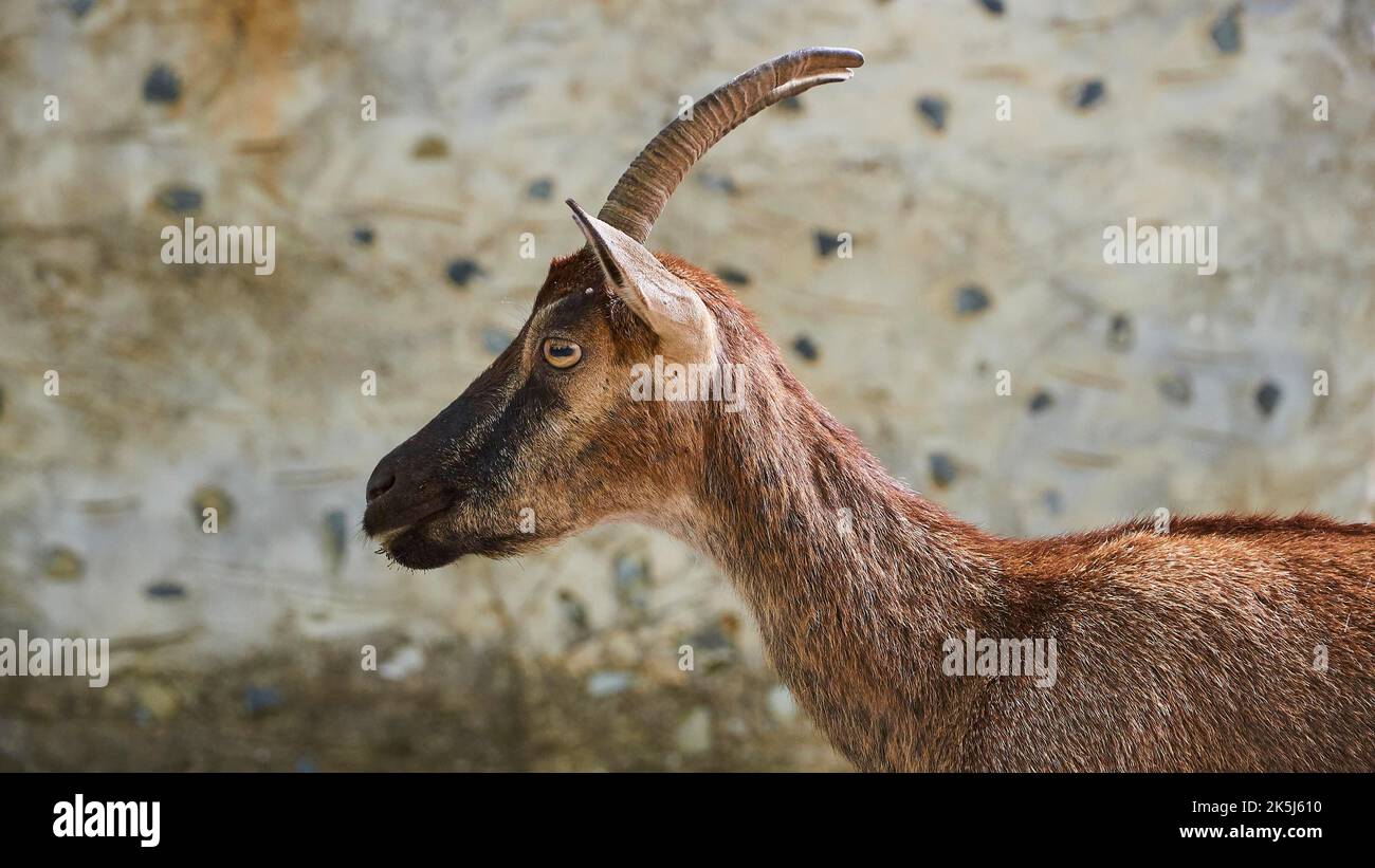 Kri-kri, endangered endemic Cretan wild goat, profile, head and