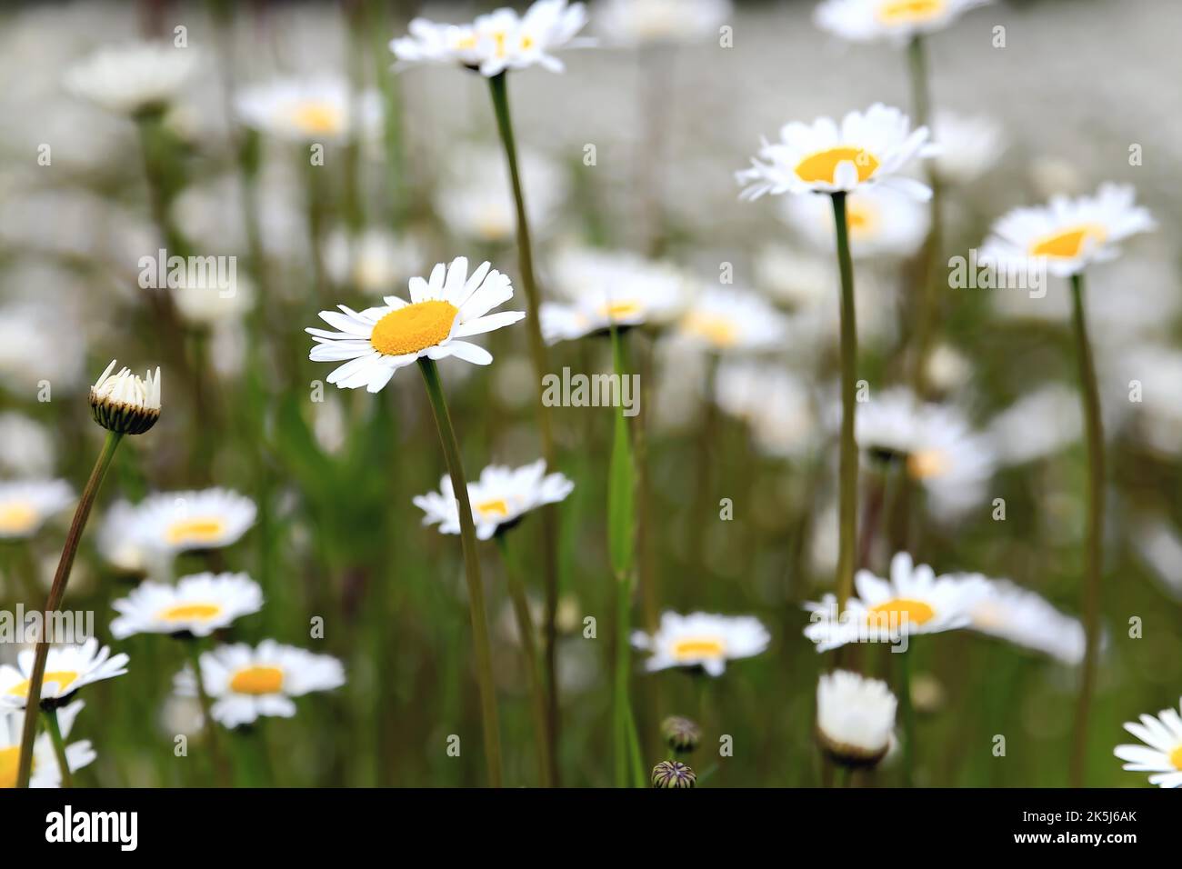 Flower meadow from the frog's perspective from below. Daisies cut out against the blue sky Stock Photo
