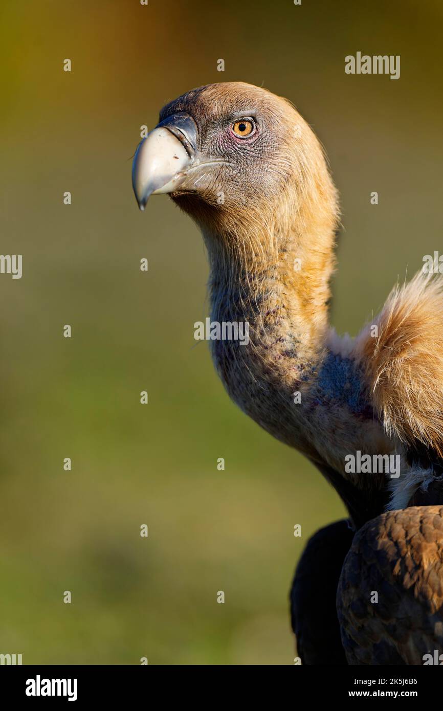 Vulture face portrait hi-res stock photography and images - Alamy