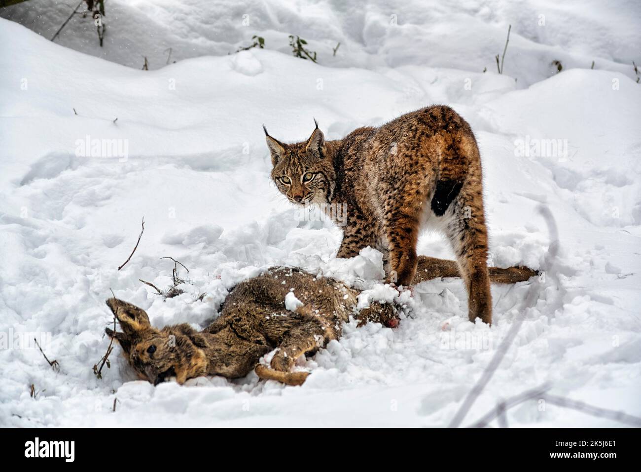 Eurasian lynx (Lynx lynx) cuts up prey deer, feeding scene in the snow, Neuhaus Wildlife Park in winter, Neuhaus im Solling, Solling-Vogler nature Stock Photo
