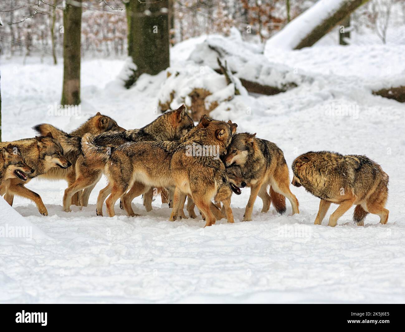 Wolf pack, juvenile gray wolves (Canis lupus) playing frolicsomely in the snow, captive, Neuhaus Wildlife Park in winter, Neuhaus im Solling Stock Photo