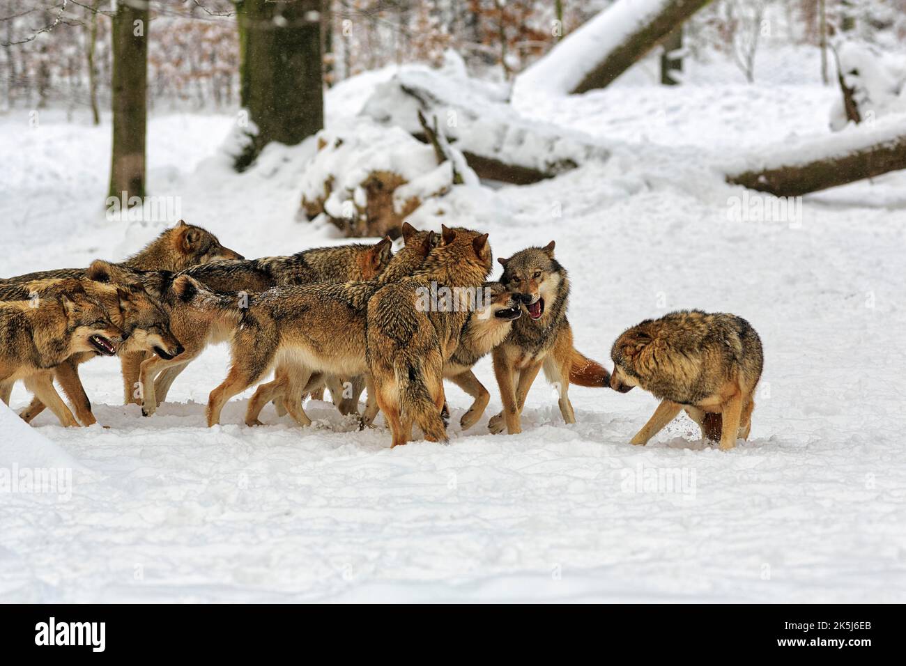 Wolf pack, juvenile gray wolves (Canis lupus) playing frolicsomely in the snow, captive, Neuhaus Wildlife Park in winter, Neuhaus im Solling Stock Photo