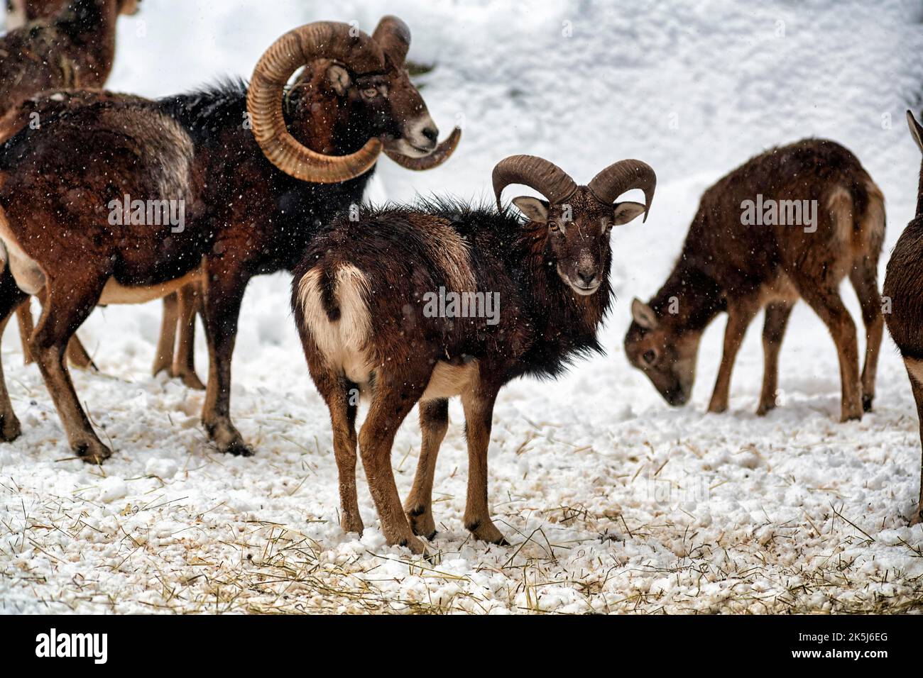 European mouflons (Ovis gmelini musimon) with lamb, mouflon deer in the snow, feeding scene, Neuhaus Wildlife Park in winter, Neuhaus im Solling Stock Photo