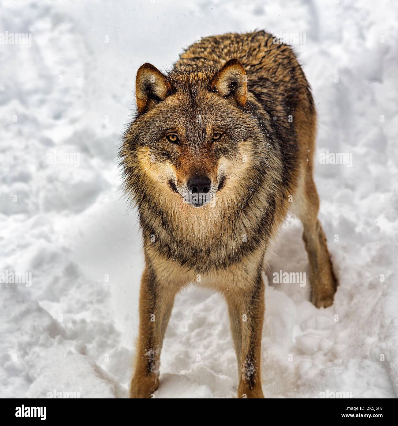 Curious gray wolf (Canis lupus), portrait in the snow, in the game reserve, view from above, Neuhaus Wildlife Park in winter, Neuhaus im Solling Stock Photo