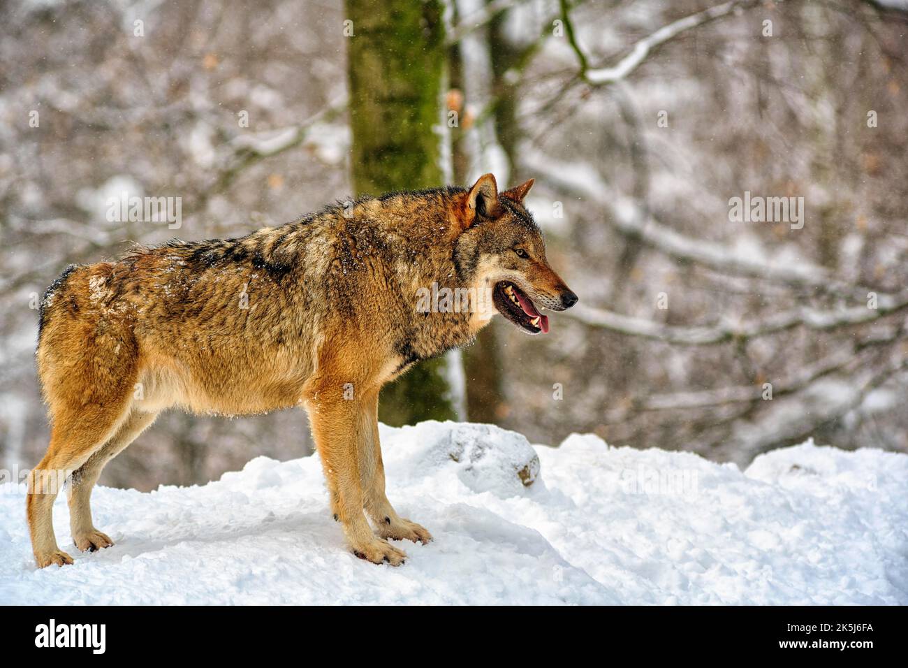 Gray wolf (Canis lupus) in the snow, in the game reserve, Neuhaus Wildlife Park in winter, Neuhaus im Solling, Solling-Vogler nature park Park, Lower Stock Photo
