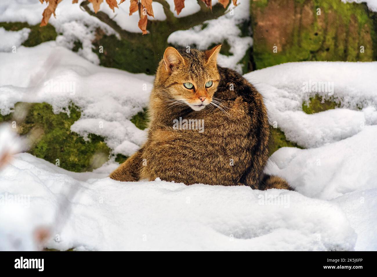 Wildcat (Felis silvestris), sitting in the snow, in the game reserve, attentive view, Neuhaus Wildlife Park in winter, Neuhaus im Solling Stock Photo