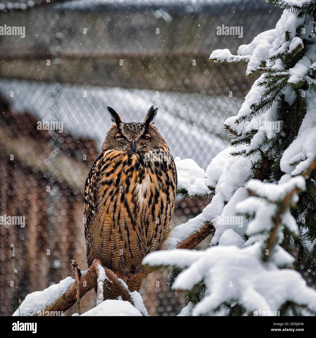 Long-eared owl (Asio otus) in snowy aviary, outdoor aviary, resting, captive, Neuhaus Wildlife Park in winter, Neuhaus im Solling, Solling-Vogler Stock Photo