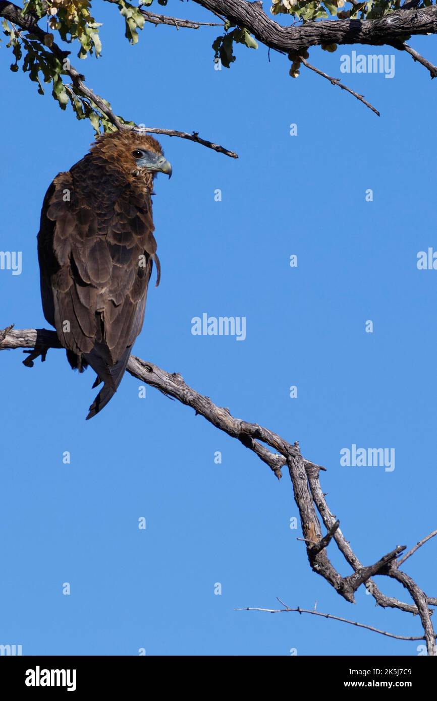 Bateleur eagle (Terathopius ecaudatus), immature, perched on a branch, Mahango Core Area, Bwabwata National Park, Kavango East, Caprivi Strip, Namibia Stock Photo