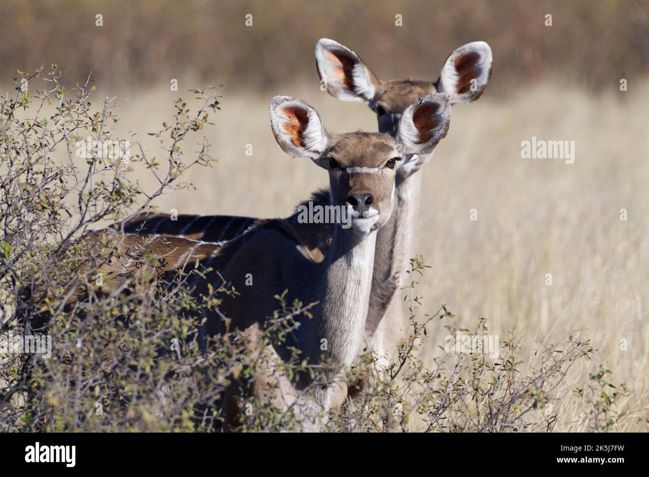 Greater kudus (Tragelaphus strepsiceros), two adult females standing among the shrubs, eye contact, animal portrait, savanna, Mahango Core Area, Bwabw Stock Photo