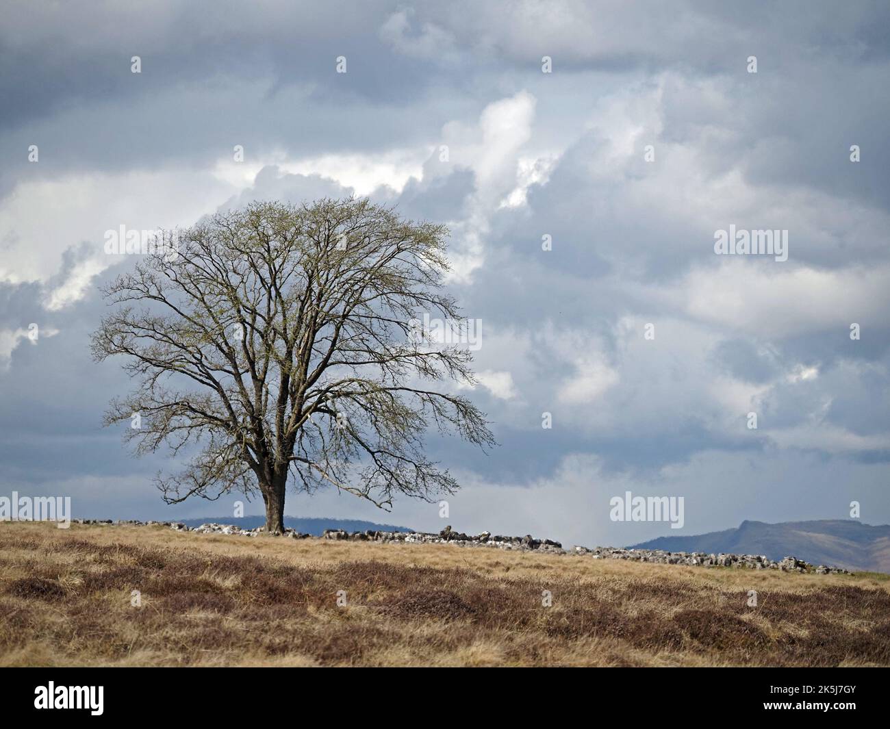 The Coronation Tree in Spring, an elm (Ulmus Procera) planted on Crosby Ravensworth Fell for King George VI's coronation in Cumbria, England, UK Stock Photo