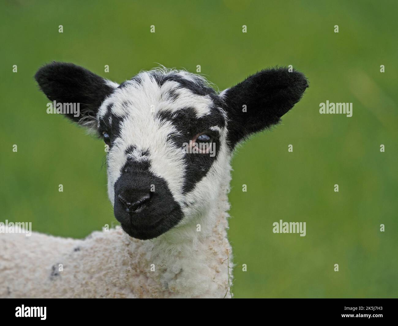 lamb with black ears & face markings staring at camera with green
