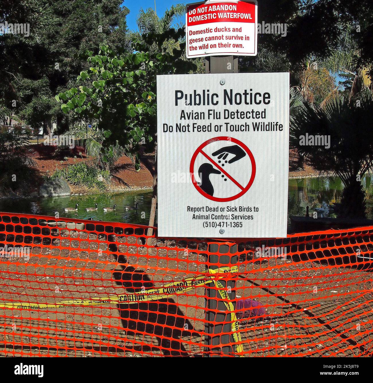 park pond with waterfowl fenced off in Union City, California and Avian Flu detected do not feed or touch wildlife public notice sign, report dead or sick birds to Animal Control Services Stock Photo