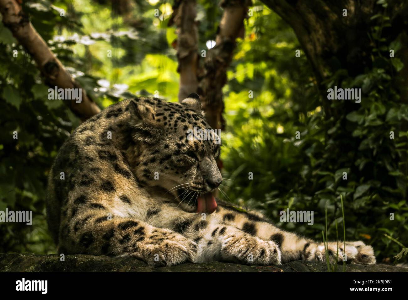 A snow leopard licking itself and gazing in distance captured in the