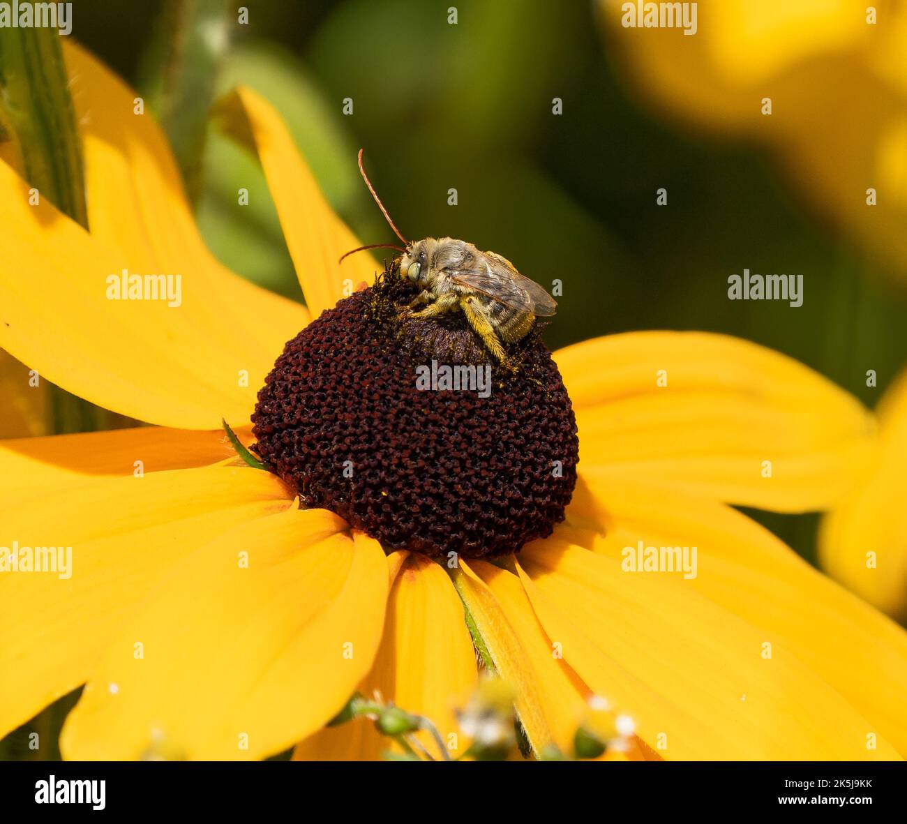 Long furry antennae hires stock photography and images Alamy
