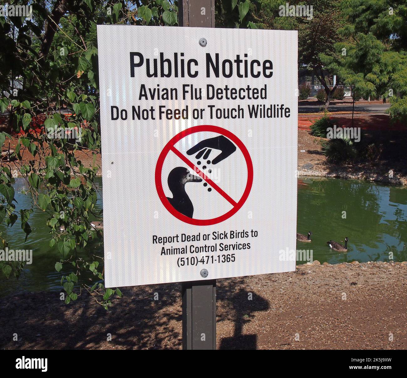 park pond with waterfowl fenced off in Union City, California and Avian Flu detected do not feed or touch wildlife public notice sign, report dead or sick birds to Animal Control Services Stock Photo