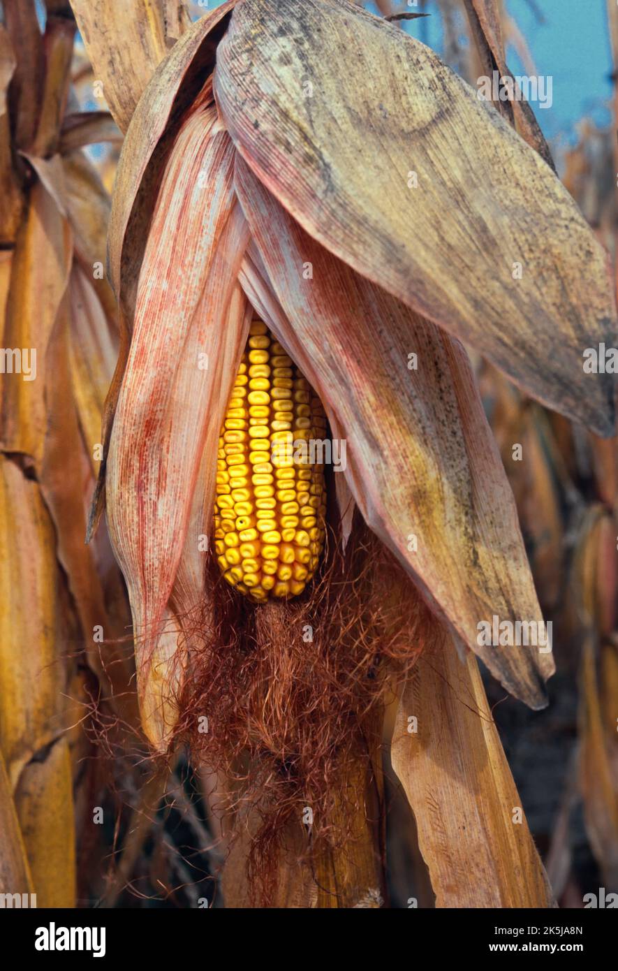 Harvesting Corn. Ontario County. Farmington, New York Stock Photo Alamy