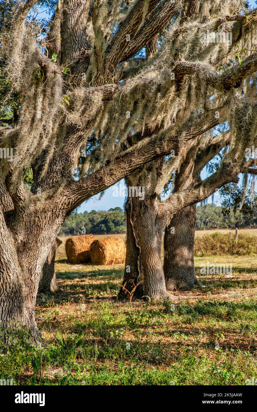 Spanish moss hangs from oak trees on farmland in Masaryktown, rural