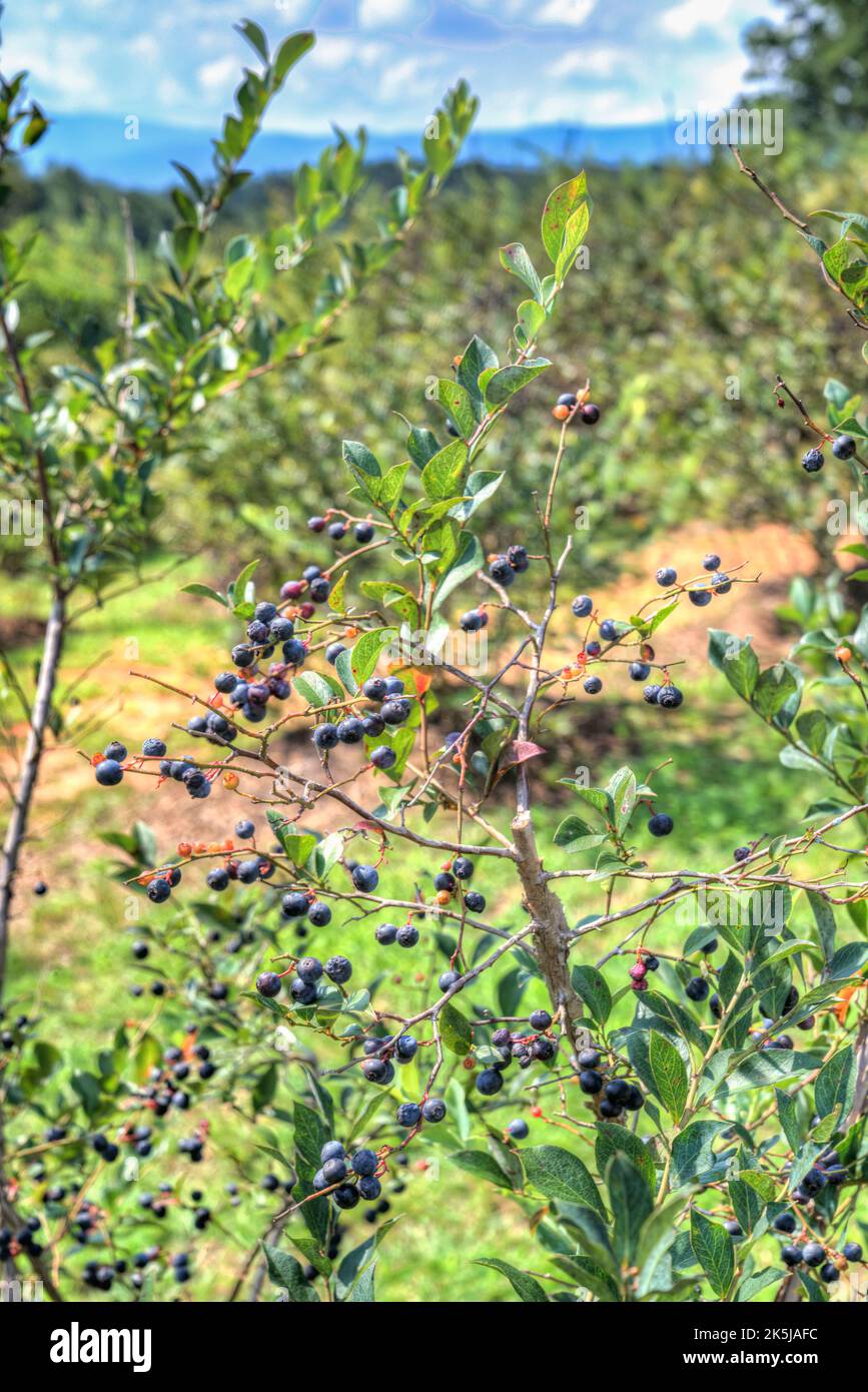 Bushes growing blueberries at Perry’s Berry’s Blueberry Farm in