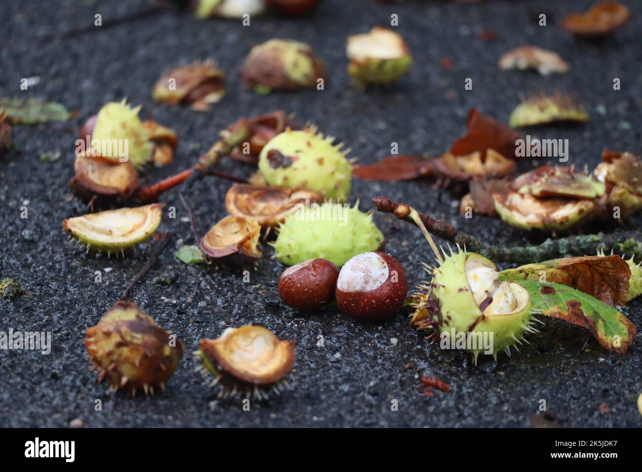 burst Chestnuts lie on a Road Stock Photo