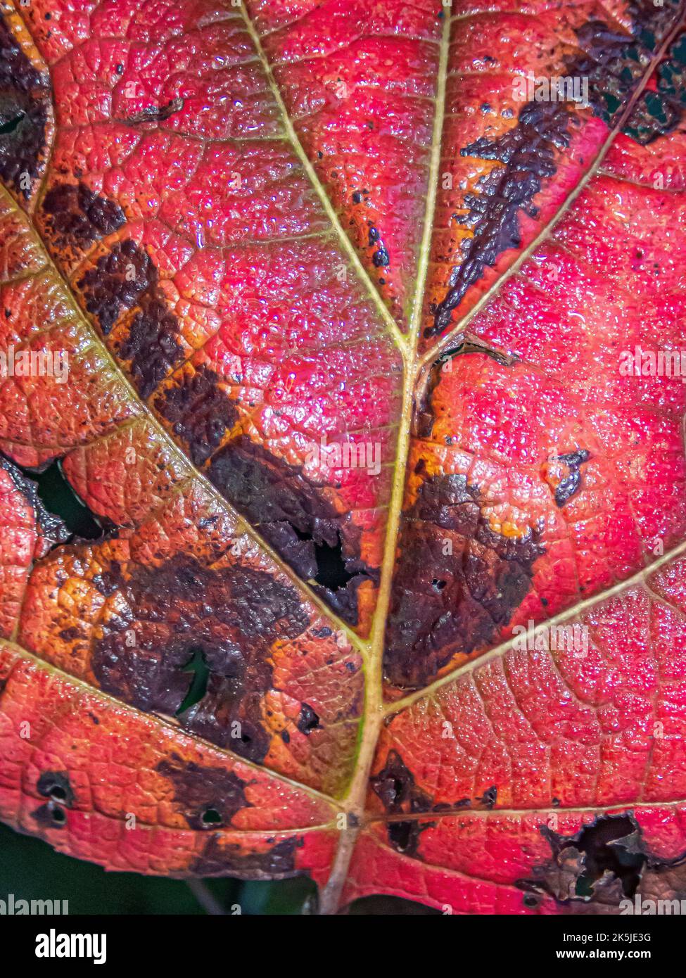 Autumn fall foliage in forest Stock Photo - Alamy