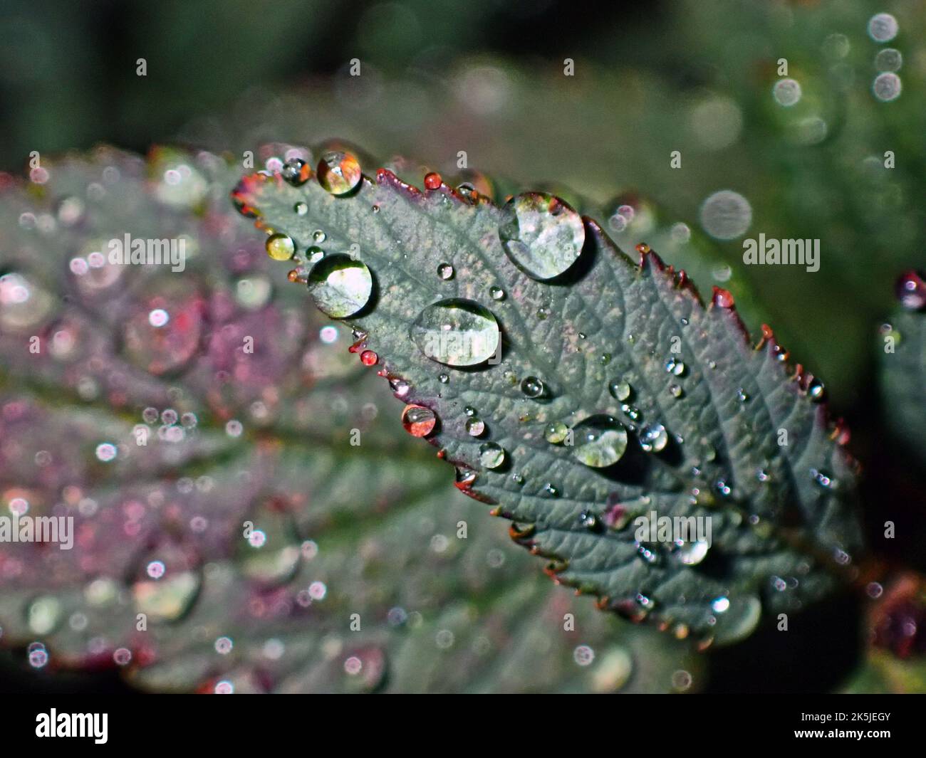 Large water drops in autumn on Kale leaves Stock Photo