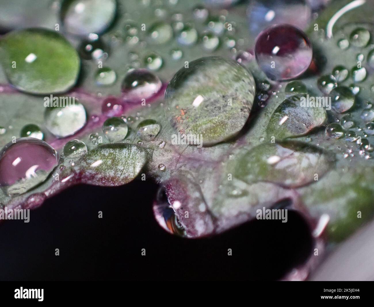 Large water drops in autumn on Kale leaves Stock Photo