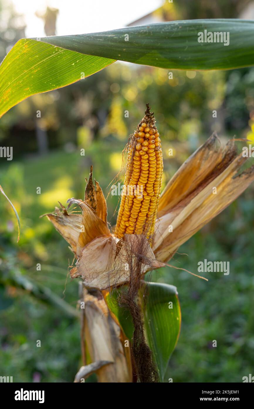 Corn stalk fuel hires stock photography and images Alamy