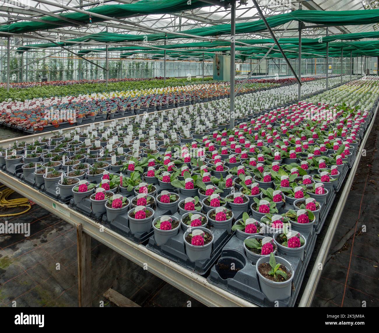 Commercial,Plant Nursery,Greenhouse,Primula Stock Photo